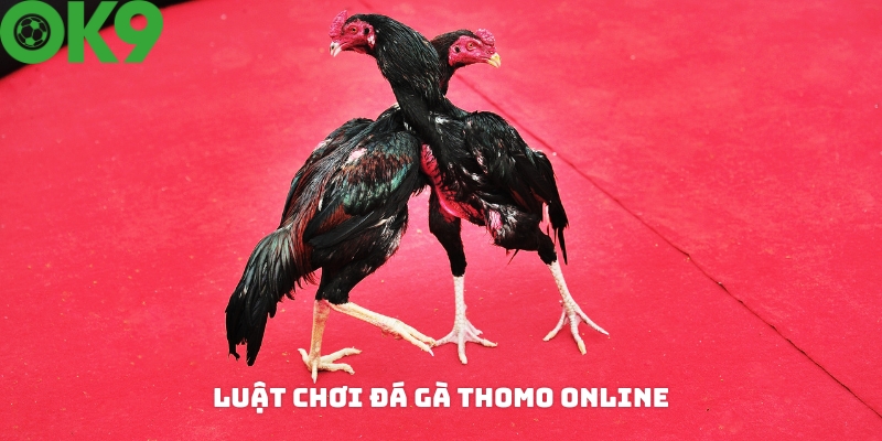 Luật cá cược đá gà Thomo online Luật cá cược đá gà Thomo online