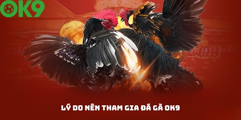 Lý do kê thủ nên tham gia cá cược tại đá gà OK9?