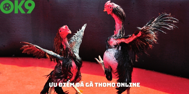 Các ưu điểm khi tham gia chơi đá gà Thomo online Các ưu điểm khi tham gia chơi đá gà Thomo online